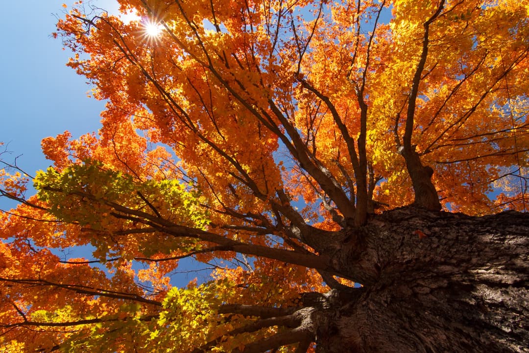 Tree in fall on the Blue Ridge Parkway / Photo: Jared Kay