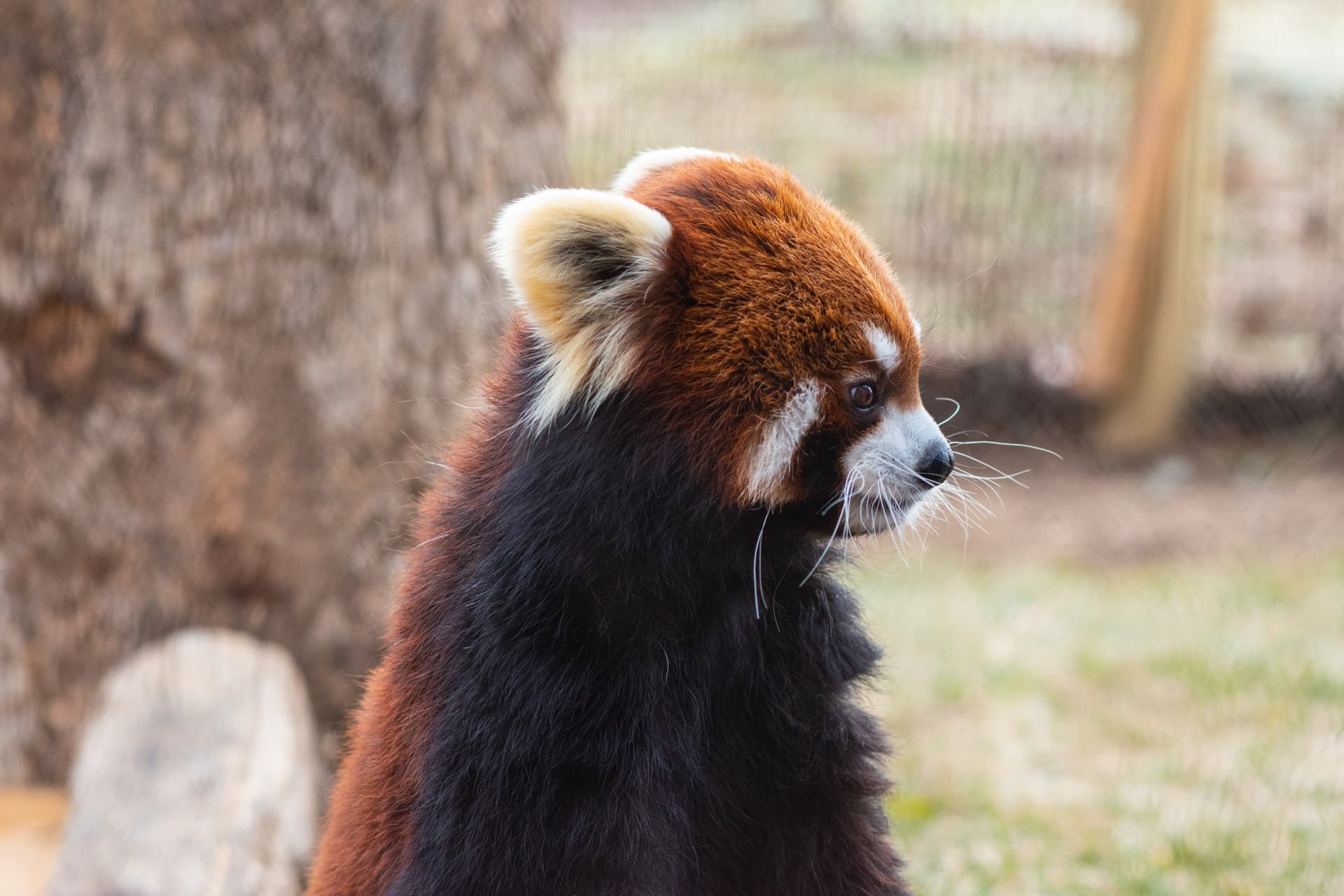 Red Panda at WNC Nature Center