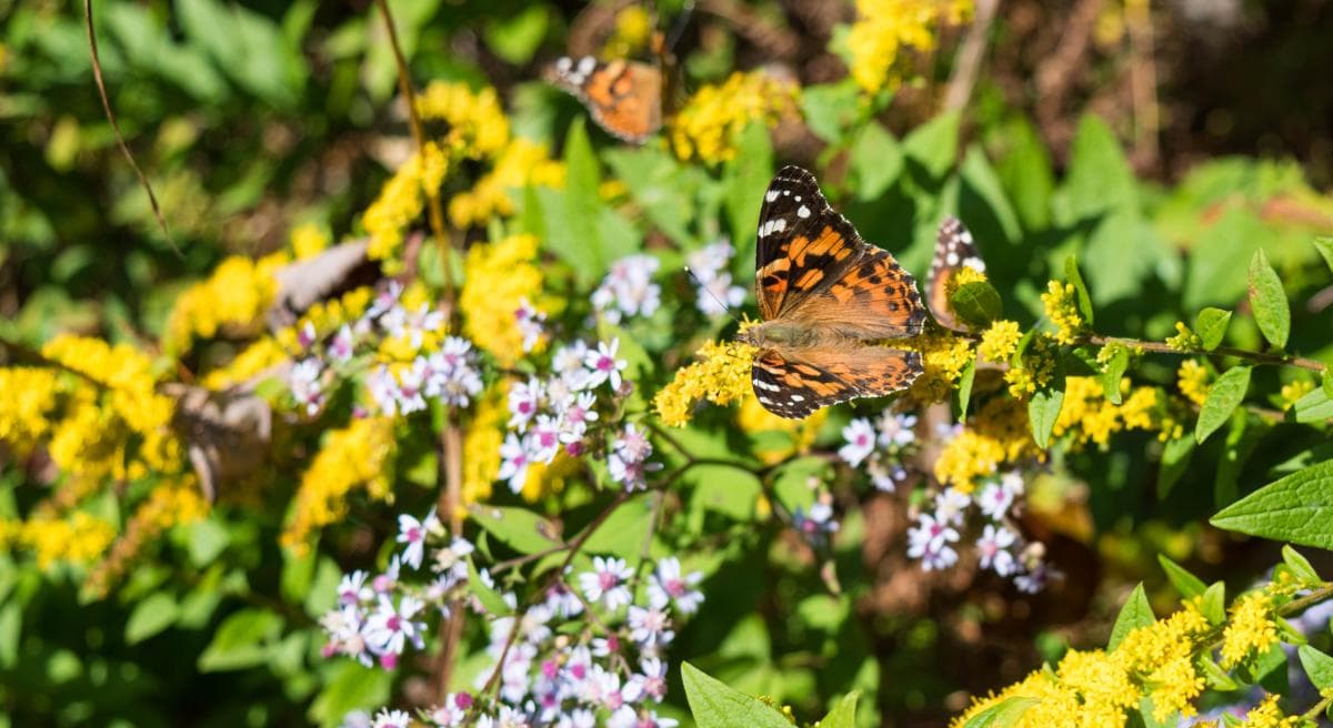 Butterfly on golden rod and aster Butterfly on golden rod and aster