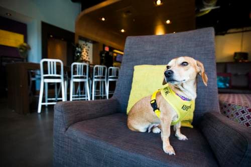 Pet Friendly Finds: Aloft 2 Pet Friendly Finds: Aloft 2
