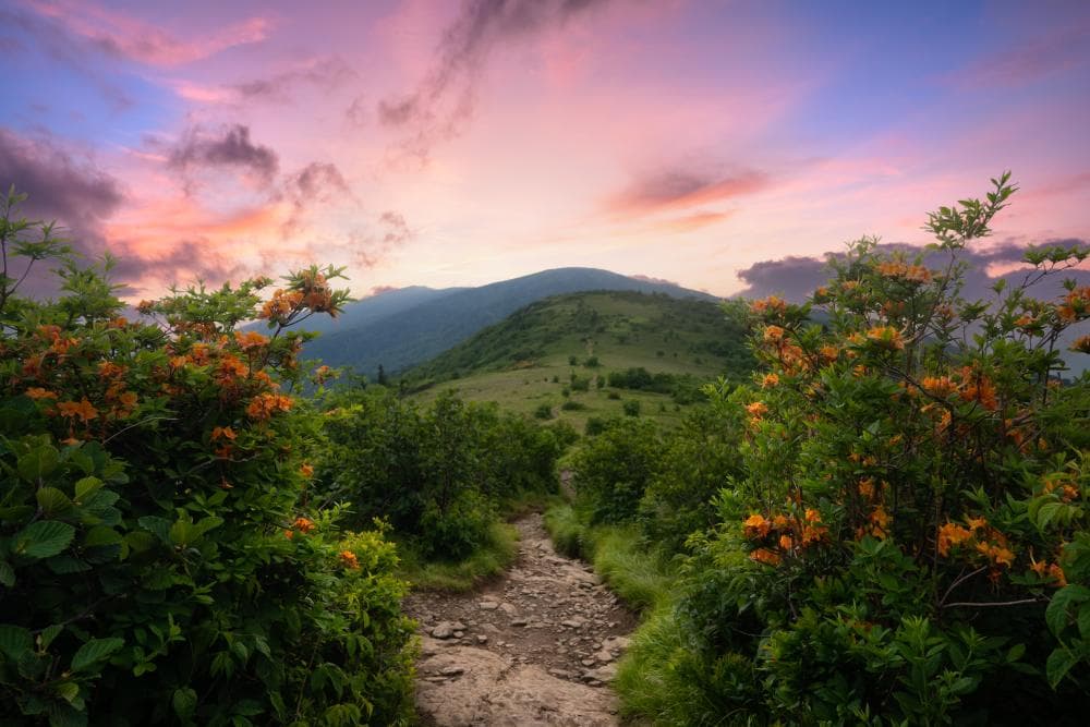 Scenic vista of Roan Mountain with orange azaleas in foreground Scenic vista of Roan Mountain with orange azaleas in foreground