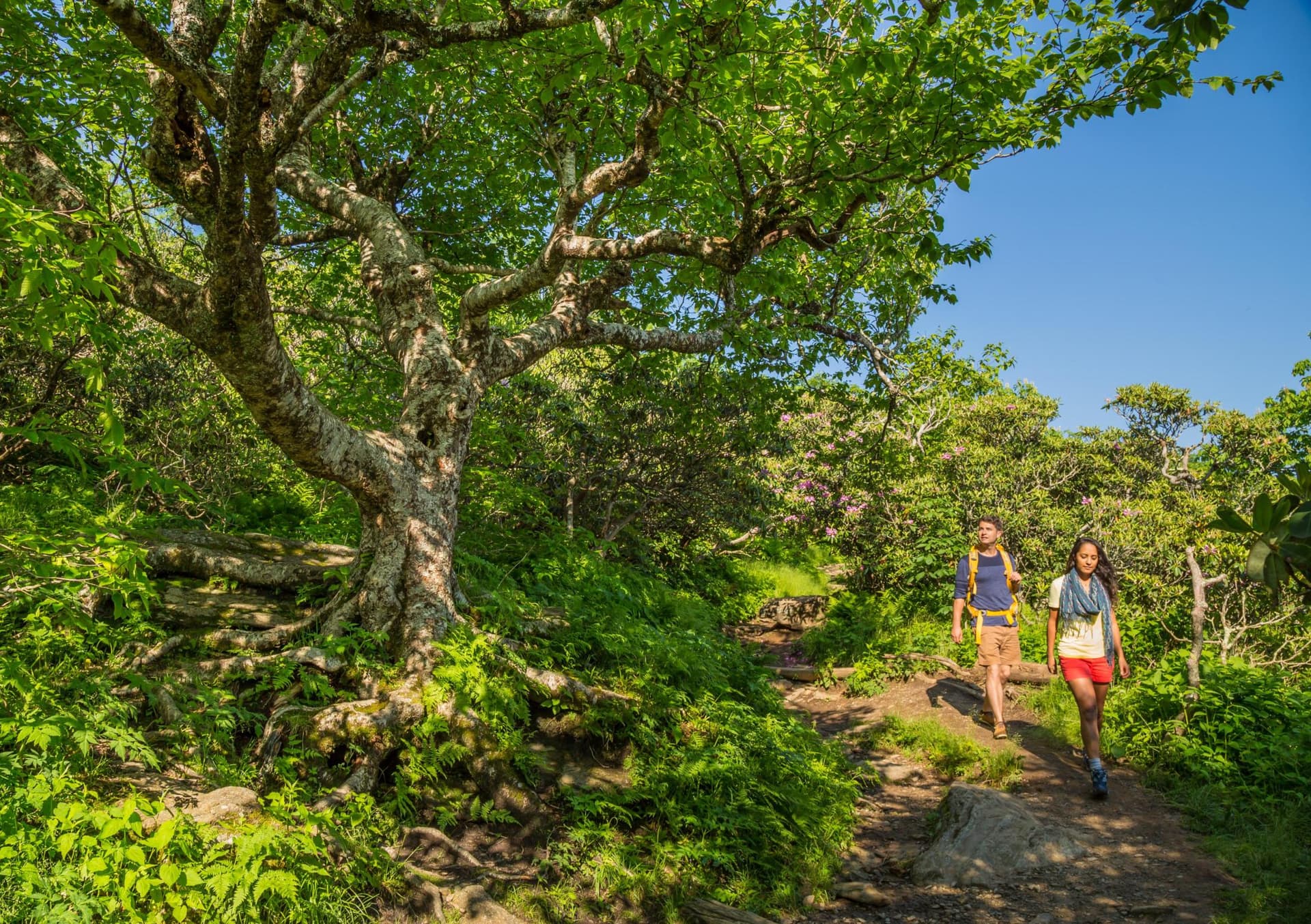 Two people hike on a trail through Craggy Gardens in Asheville