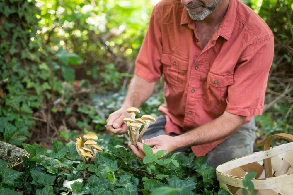 Alan Muskat - No Taste Like Home Alan Muskat - No Taste Like Home