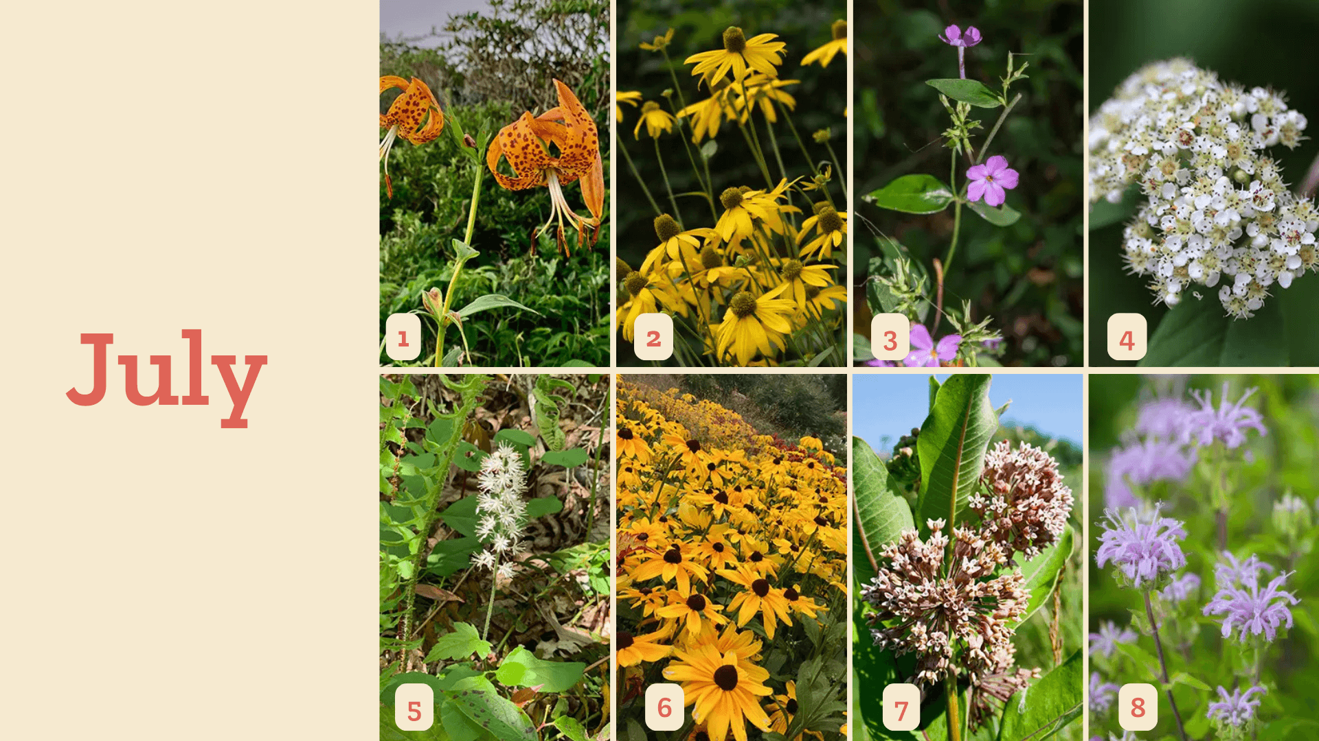 Asheville Wildflower Schedule - July Asheville Wildflower Schedule - July