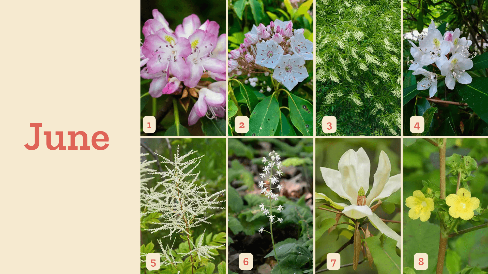 Asheville Wildflower Schedule - June Asheville Wildflower Schedule - June