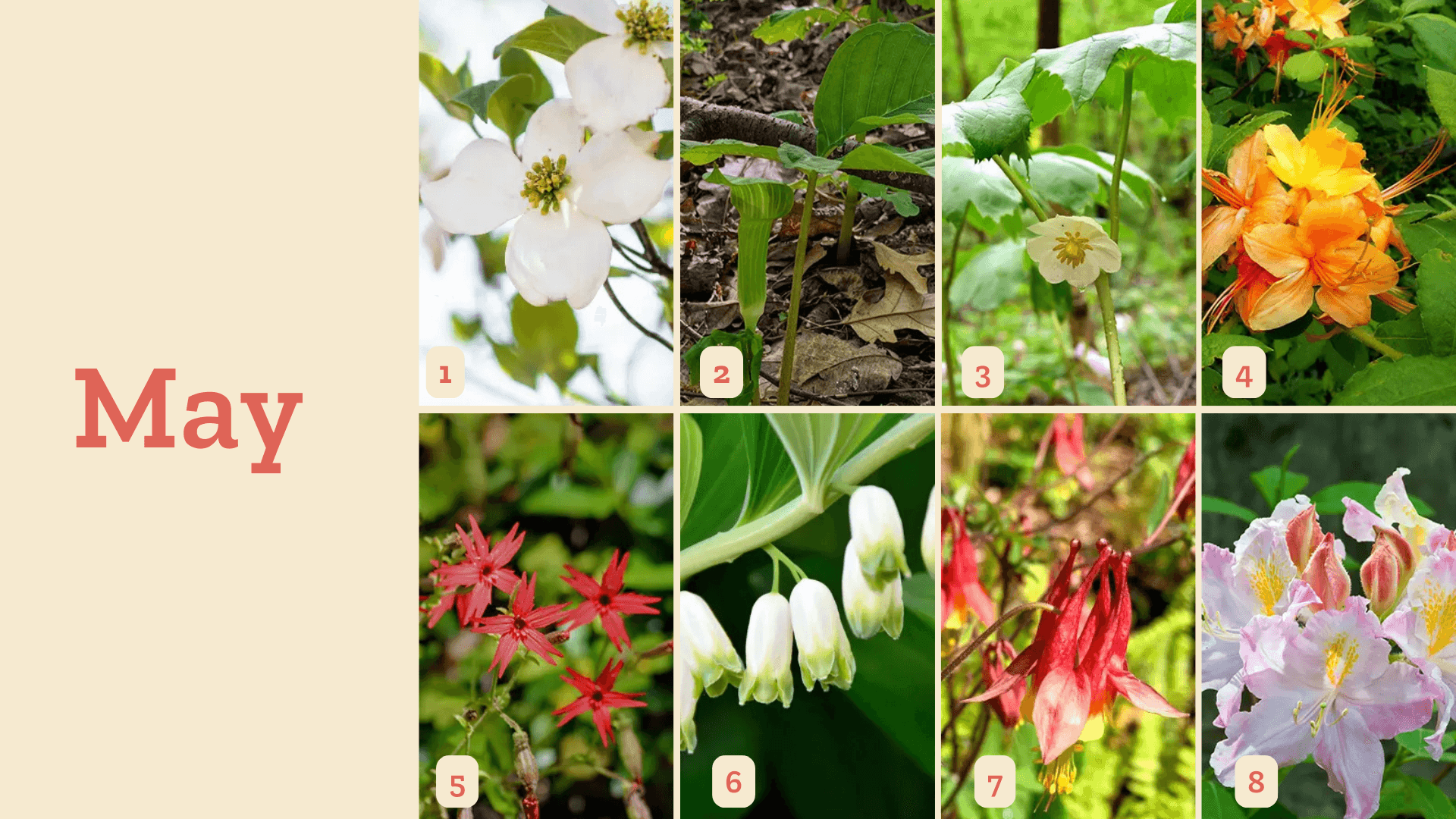 Asheville Wildflower Schedule - May Asheville Wildflower Schedule - May