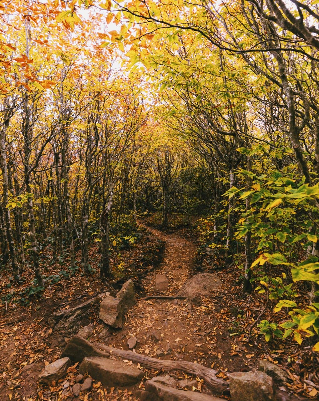 Pisgah National Forest Pisgah National Forest