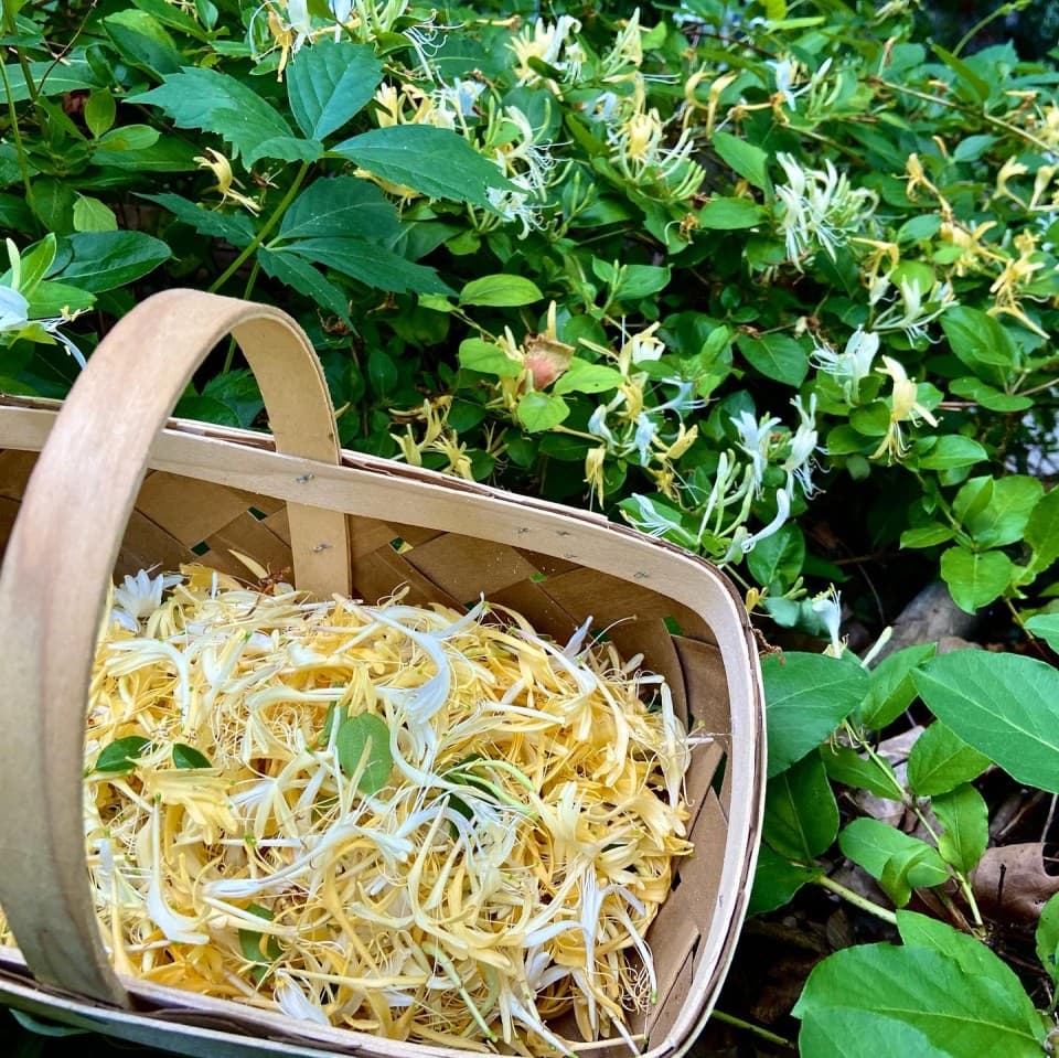 A basket of freshly picked honeysuckle for food and medicine A basket of freshly picked honeysuckle for food and medicine