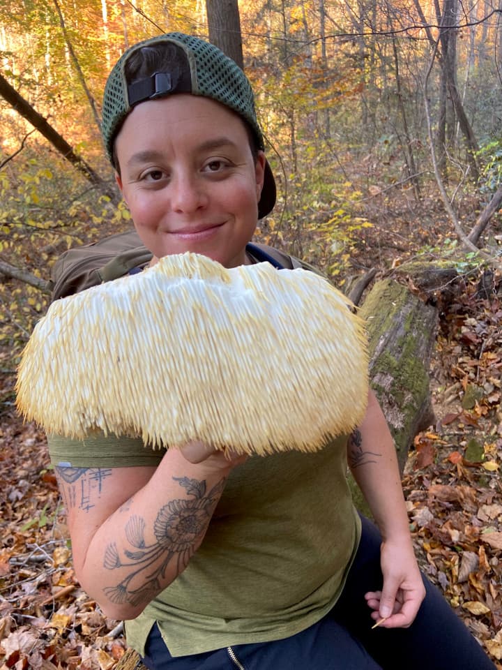 A big lion's mane mushroom foraged in autumn A big lion's mane mushroom foraged in autumn