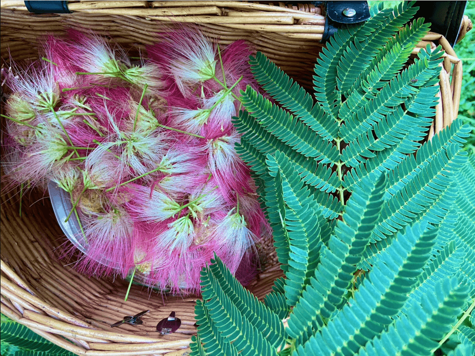 Mimosa blossom and leaf gathered for medicine Mimosa blossom and leaf gathered for medicine