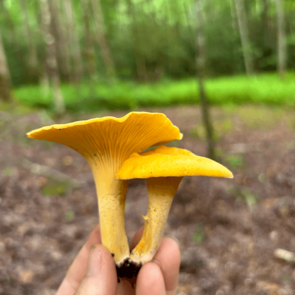 Two Golden Chanterelle Mushrooms Two Golden Chanterelle Mushrooms