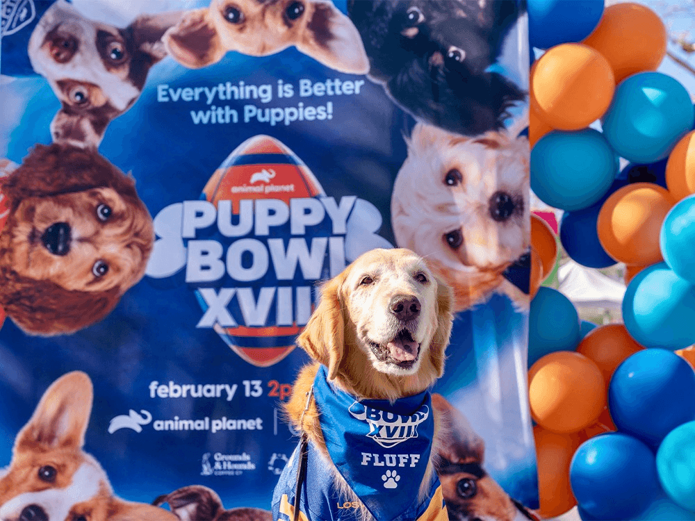 Grounds & Hounds Coffee Grounds & Hounds Coffee