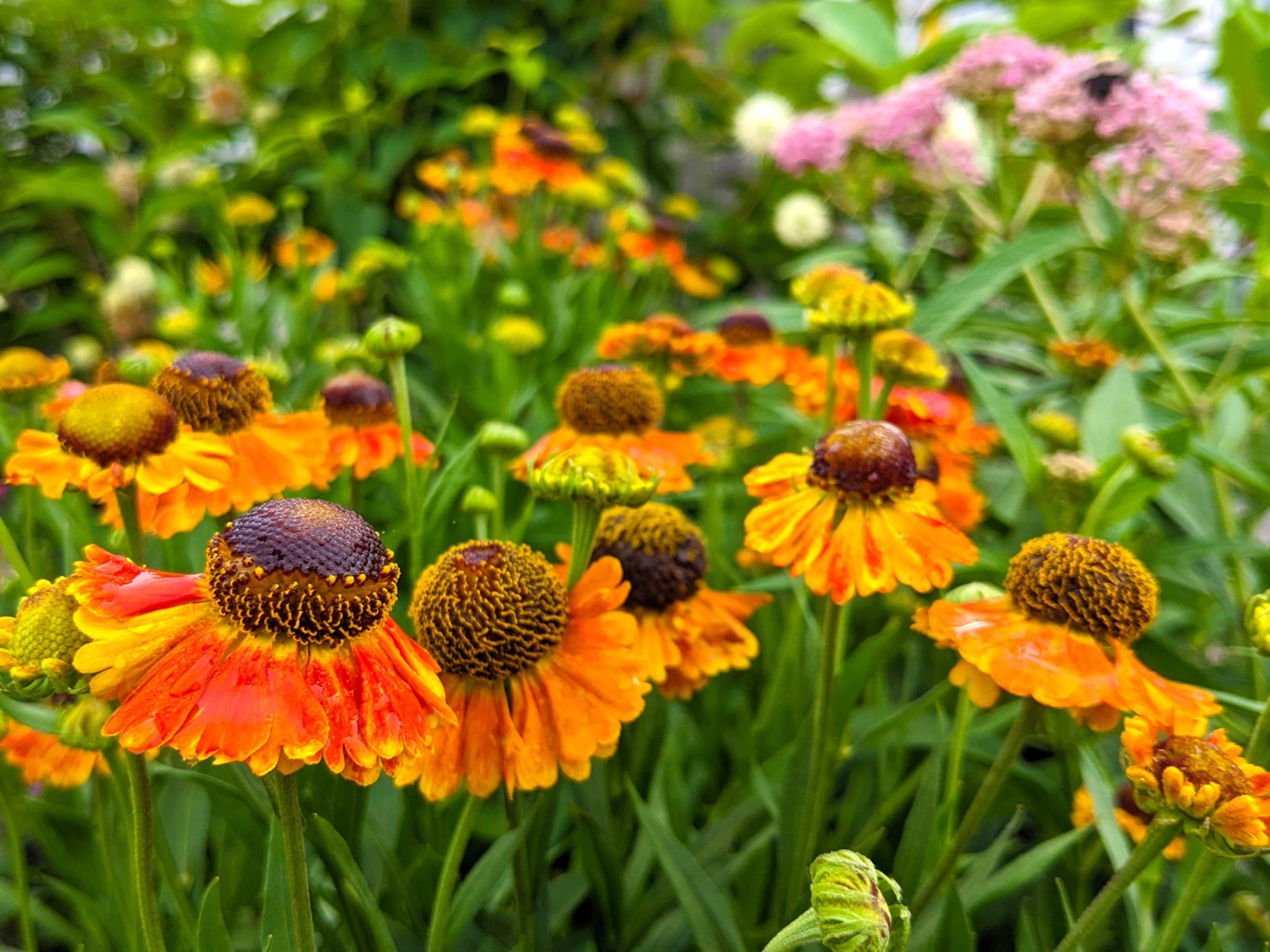 Joy Lew / Reems Creek Nursery Joy Lew / Reems Creek Nursery