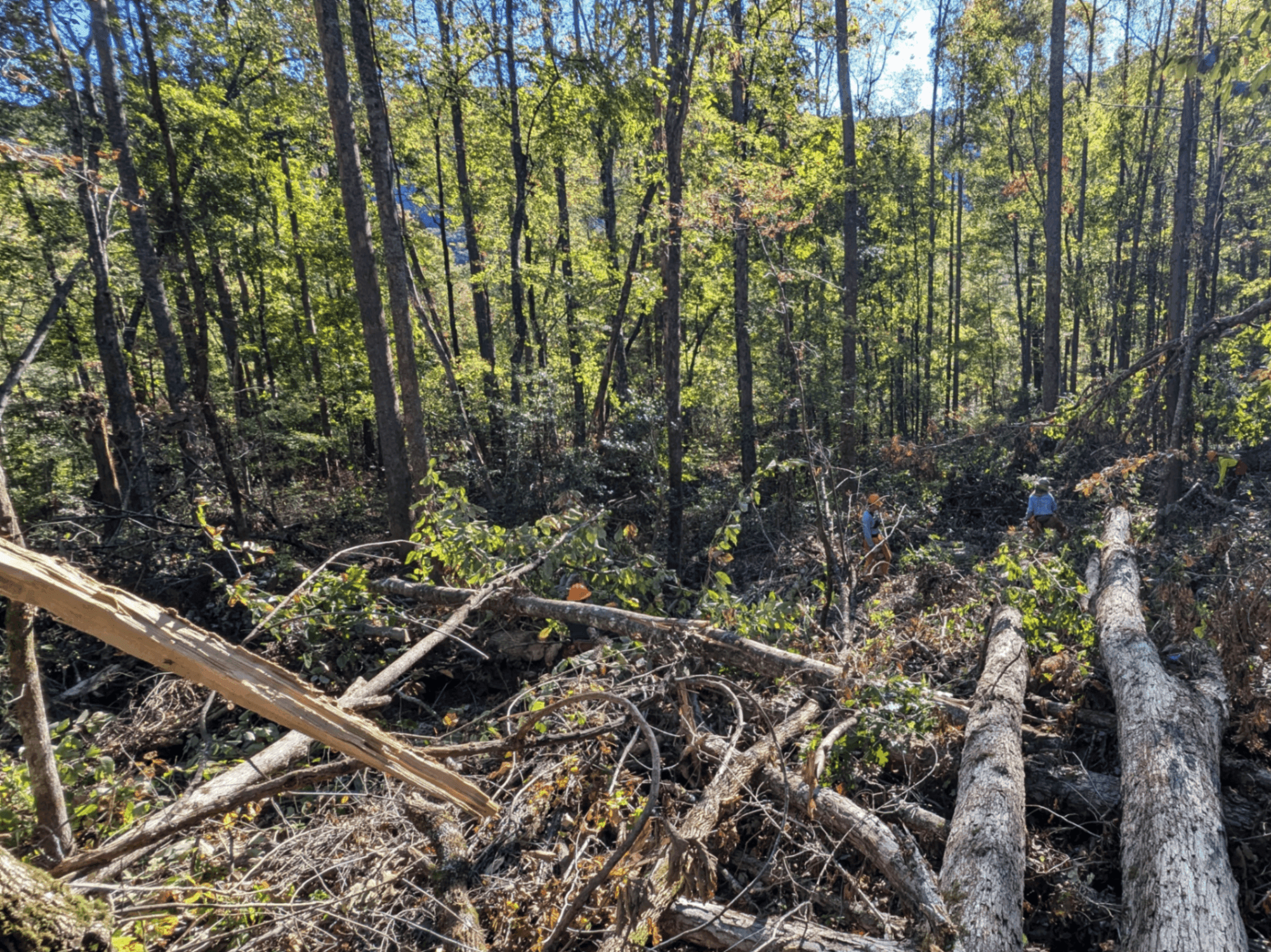 Pat Barcas Pat Barcas