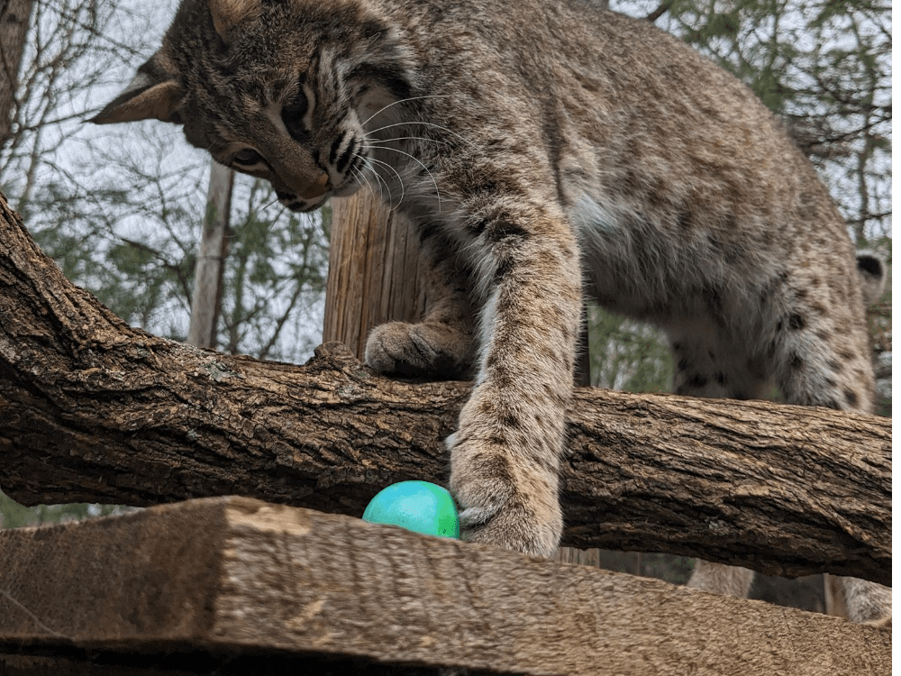 Courtesy of the WNC Nature Center Courtesy of the WNC Nature Center