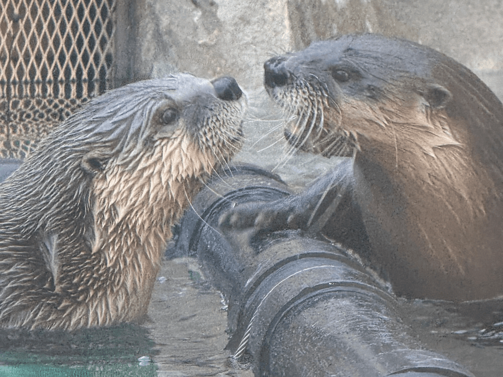 Courtesy of the WNC Nature Center Courtesy of the WNC Nature Center