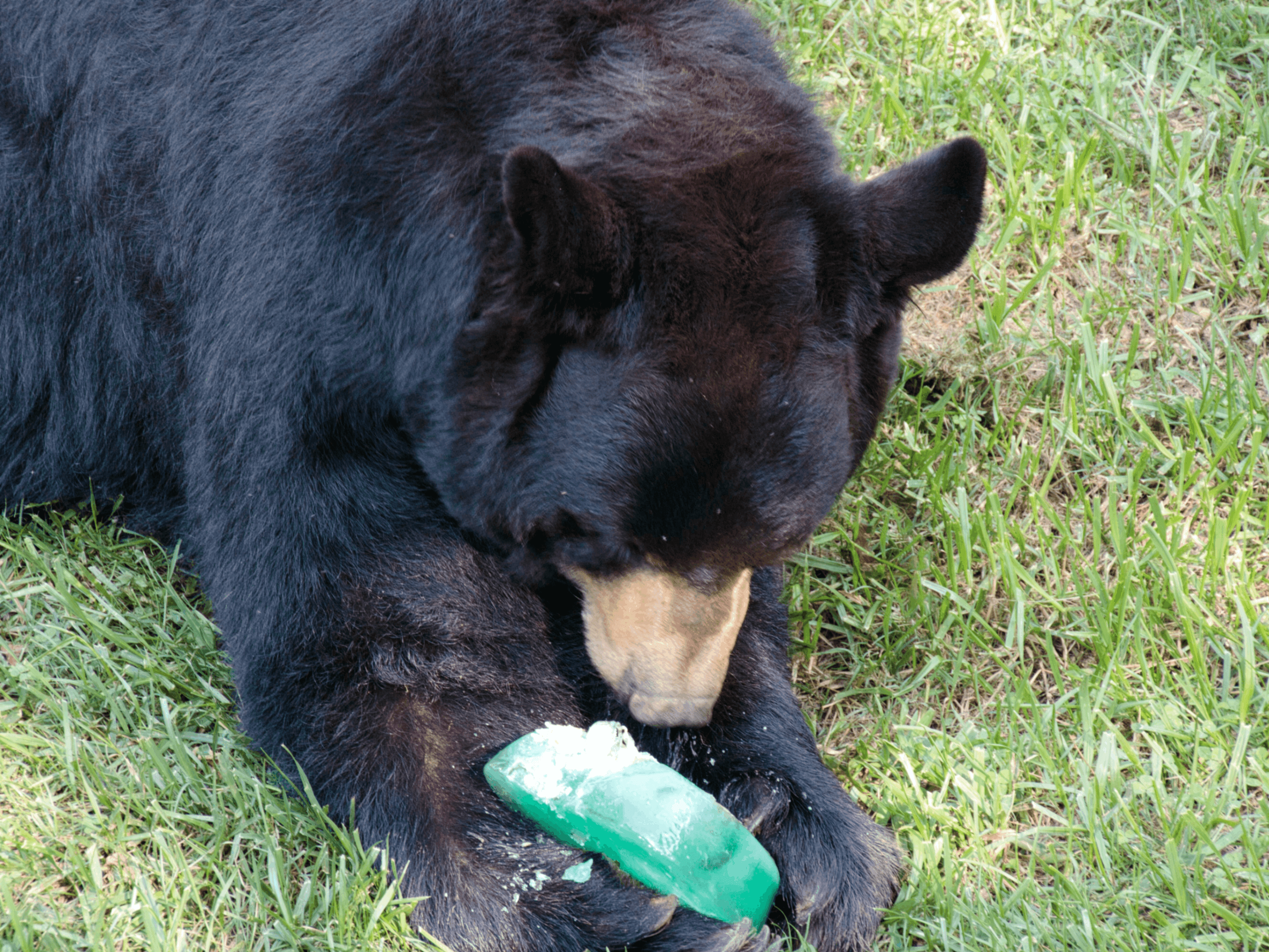 Courtesy of the WNC Nature Center Courtesy of the WNC Nature Center