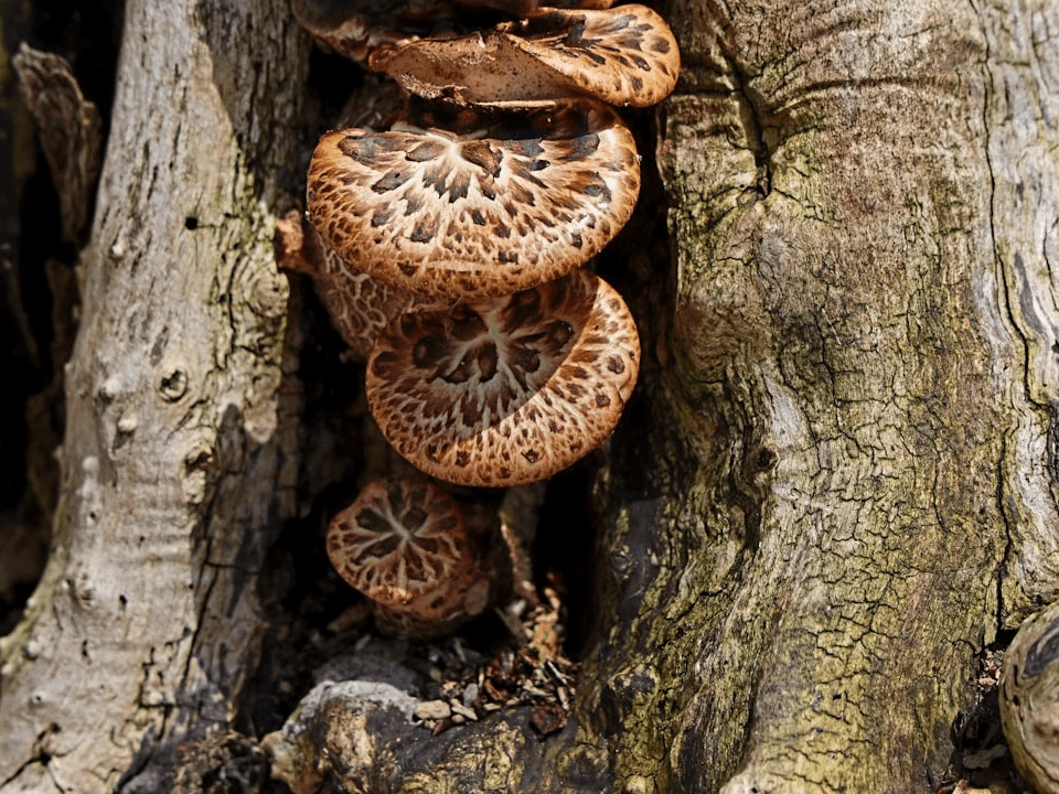 Photo by <a href="https://unsplash.com/@richardworks?utm_source=event_manager&utm_medium=referral" target="_blank" rel="noreferrer">Richard Burlton</a> on <a href="https://unsplash.com/?utm_source=event_manager&utm_medium=referral" target="_blank" rel="noreferrer">Unsplash</a> Photo by <a href="https://unsplash.com/@richardworks?utm_source=event_manager&utm_medium=referral" target="_blank" rel="noreferrer">Richard Burlton</a> on <a href="https://unsplash.com/?utm_source=event_manager&utm_medium=referral" target="_blank" rel="noreferrer">Unsplash</a>