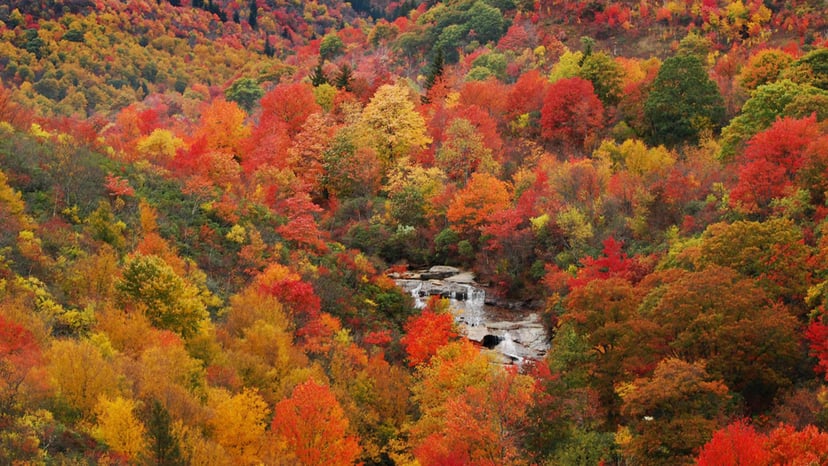 A creek cascades over rocks amid a sea of trees with fall's oranges and reds in Asheville
