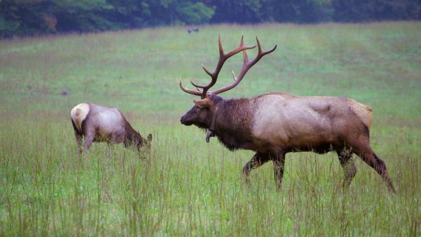 Two elk graze in a field in Asheville
