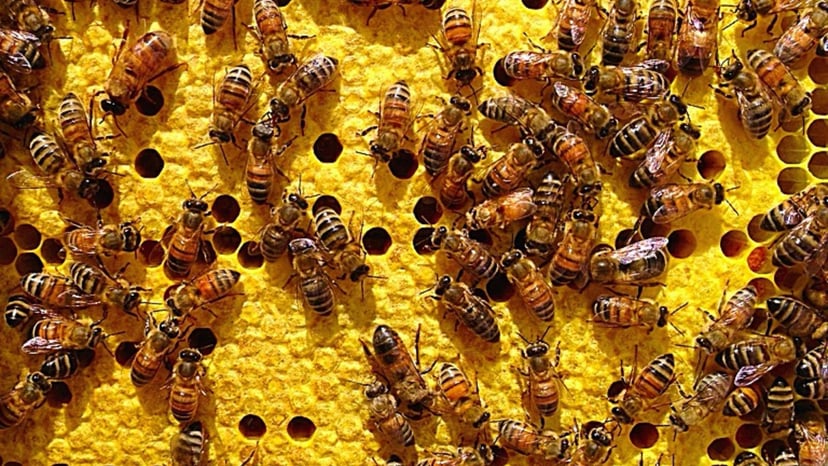 Bees crawl around a honeycomb
