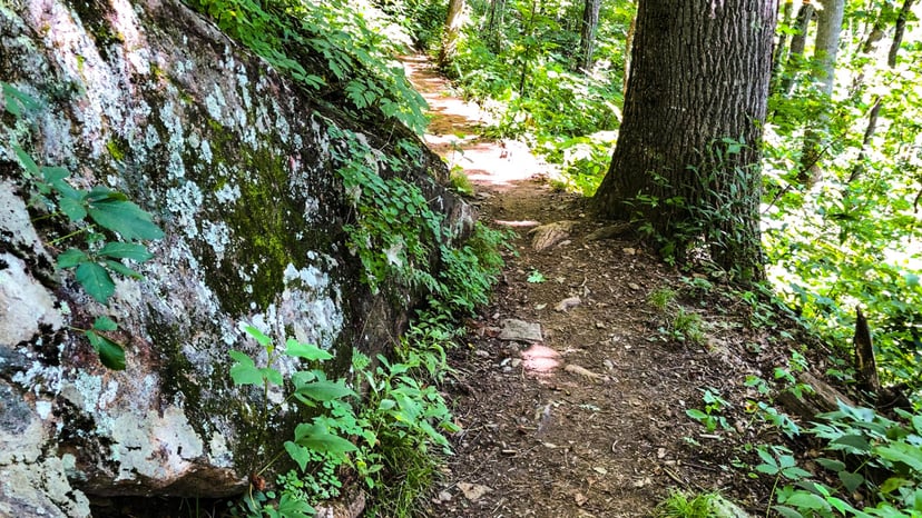 A shaded patch of the Mountains to Sea Trail in Asheville