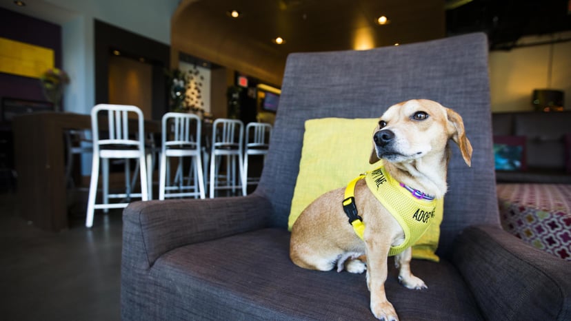 Top Pet-Friendly Places to Stay in Asheville NC