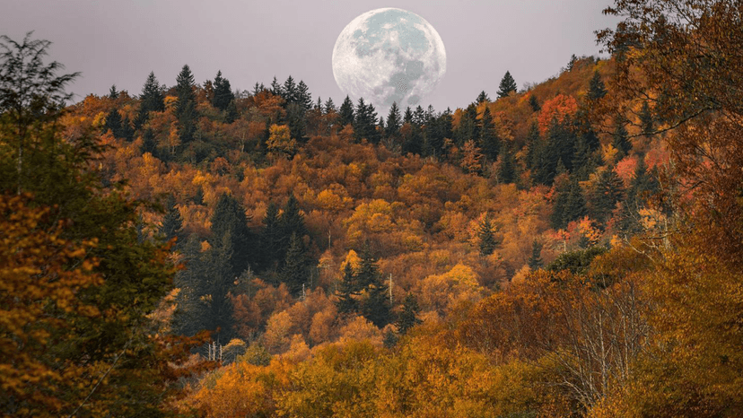 How To Spend Halloween in Asheville NC