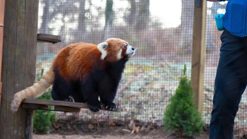 WNC Nature Center and Wildlife Park in Asheville, NC