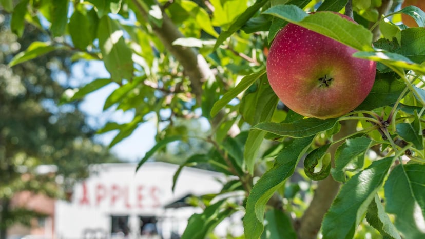 Apple Picking Near Asheville NC