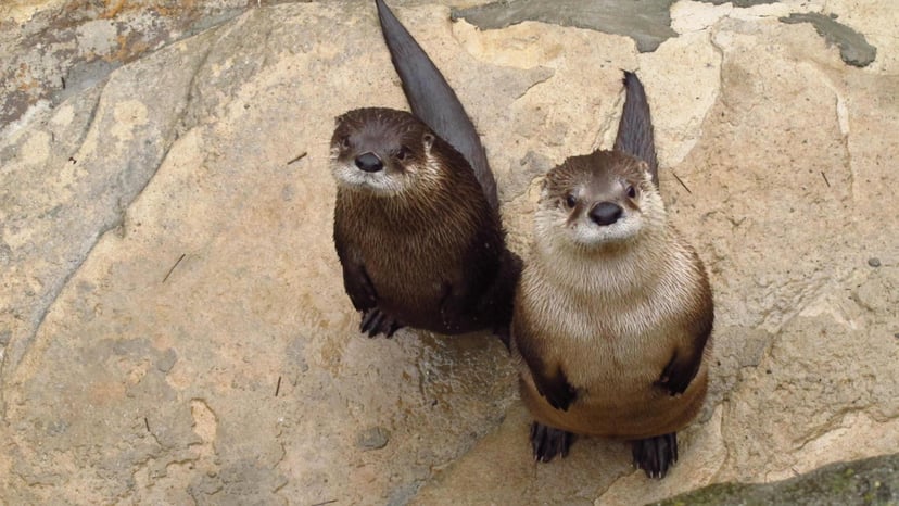 Otters in Asheville NC