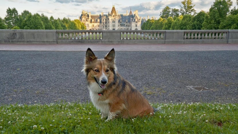 Asheville, NC through the eyes of Sammy the rescue dog!