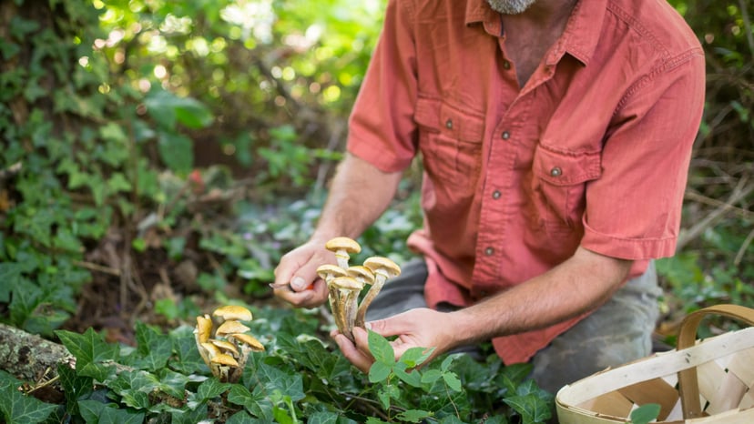 Wild Food Foraging Adventures in Asheville