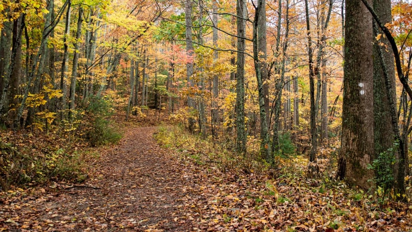 Hard Times Trail Asheville