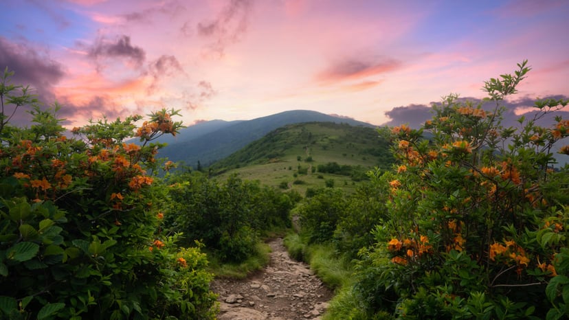 Roan Mountain Hike on the Appalachian Trail