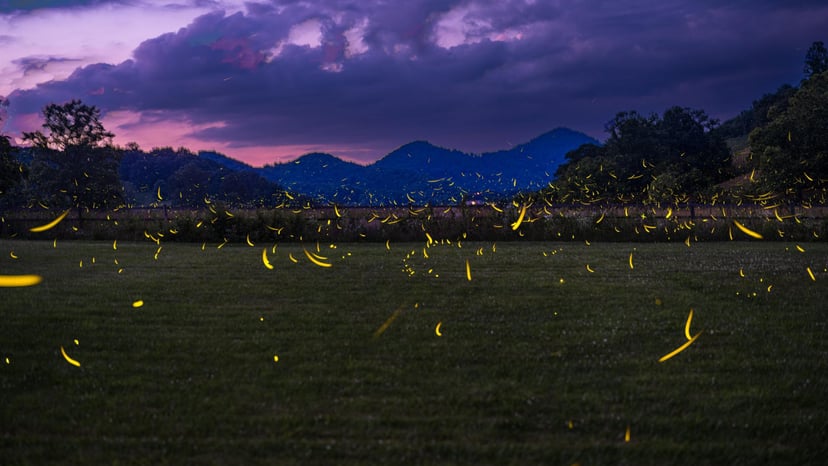 Fireflies
