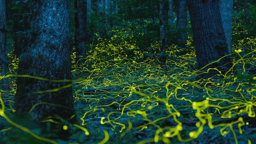 Blue Ghost Fireflies / Photo: Tim Reaves