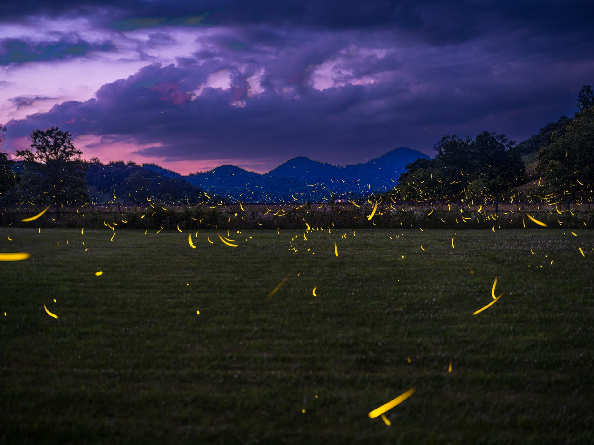 Find Fireflies in the Asheville Area | Explore Asheville